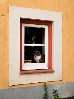 Fenster Reinigung